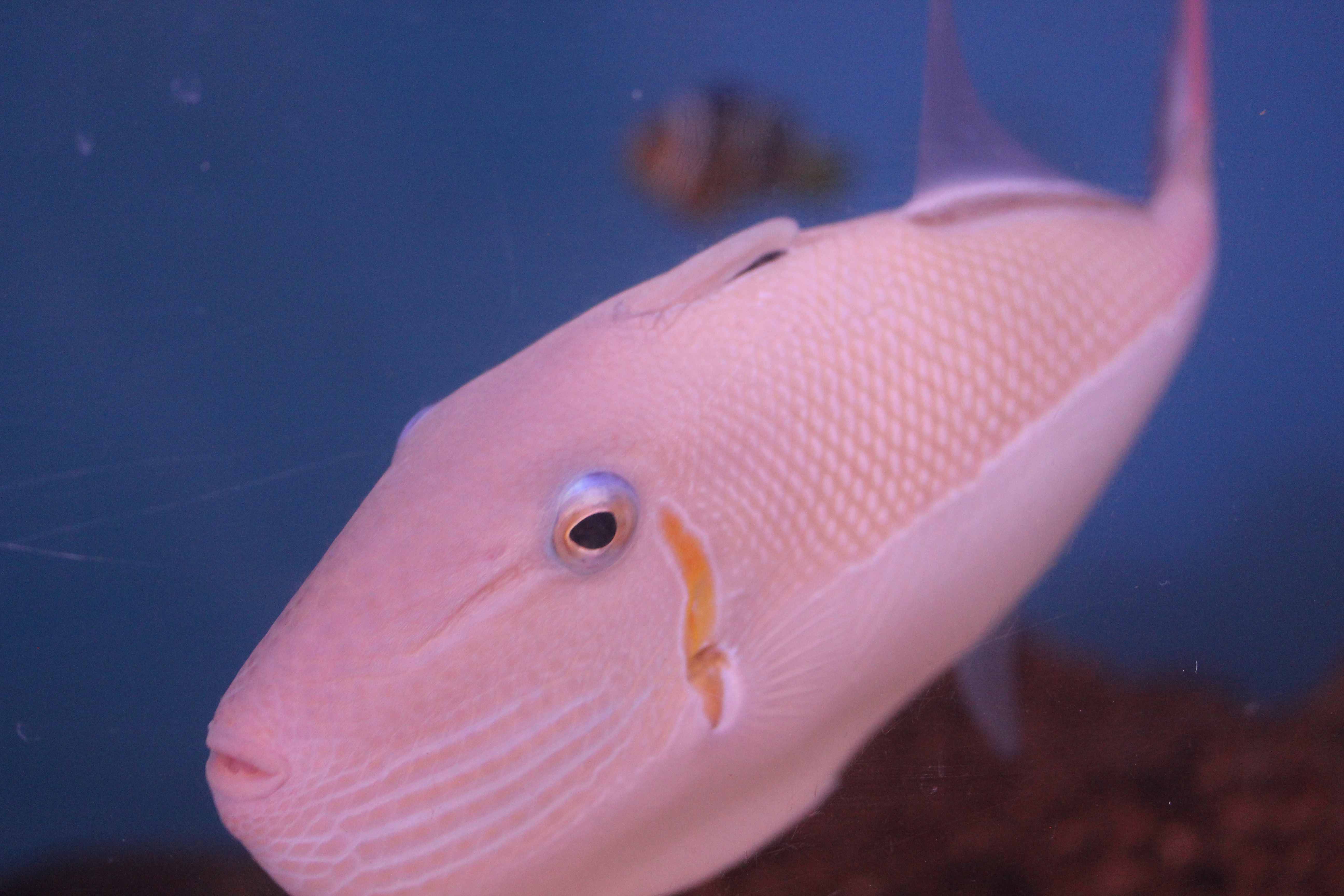  Xanthichthys caeruleolineatus  (Goldback Triggerfish, Pink Triggerfish, Outrigger Triggerfish)